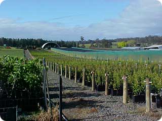 Views of Olea nursery