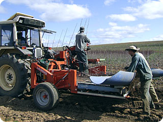 Views of Olea nursery