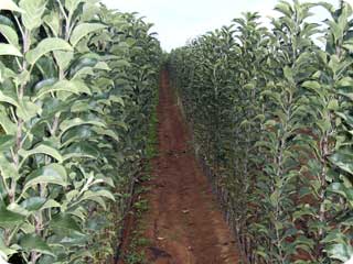 Commercial grower