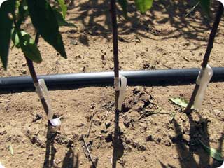 Commercial grower