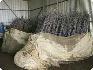 Commercial grower