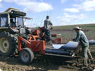 Commercial grower
