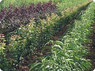 Commercial grower