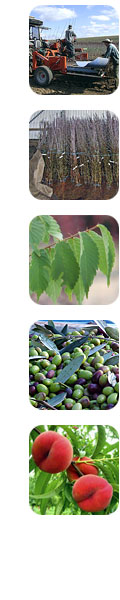 Sidepage strip of tree and nursey images of Olea Nurseries
