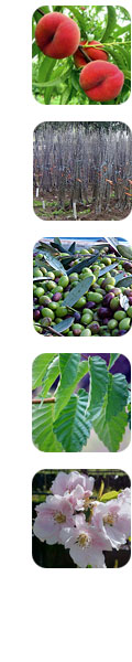 Sidepage strip of tree and nursey images of Olea Nurseries