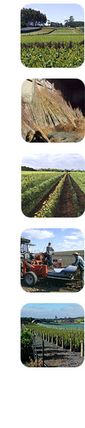 Sidepage strip of tree and nursey images of Olea Nurseries