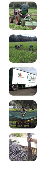 Sidepage strip of tree and nursey images of Olea Nurseries